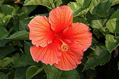 《骨头船长》正式登陆Steam 7年开发好评动作冒险